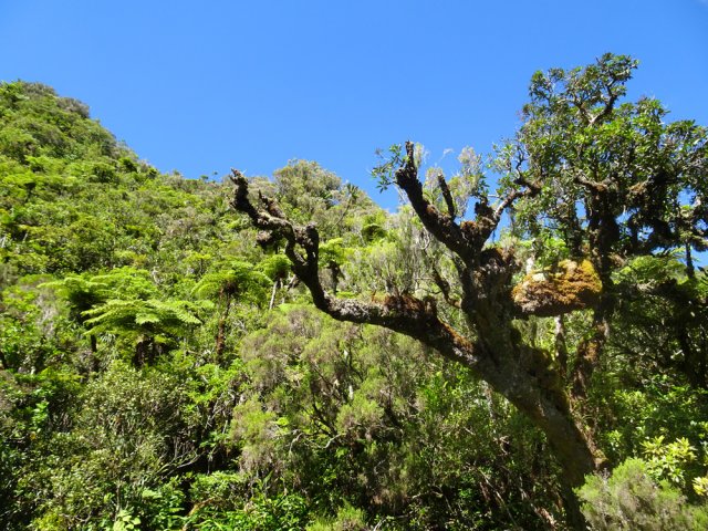Tout le long du Bras Cabot, on peut admirer des arbres couverts de mousse
