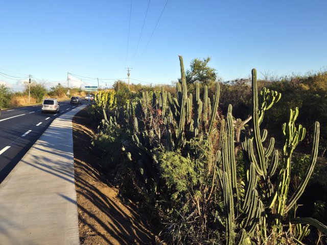 Très courte portion de trottoir bordée de cactus