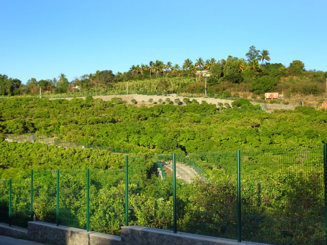 Grandes surfaces couvertes d'agrumes et de manguiers
