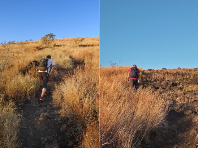 Première montée de la matinée dans la savane aux herbes jaunies