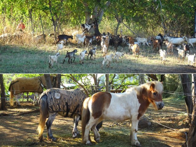 200 chèvres et quelque chevaux pour les amis des bêtes